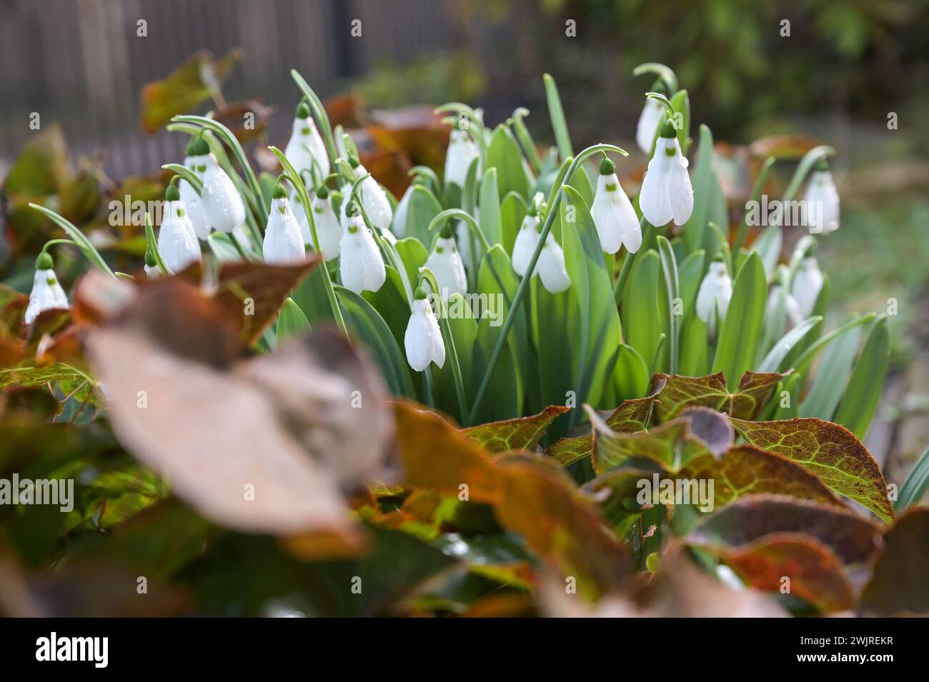 Petersberg, Germany. 17th Feb, 2024. Snowdrops in full bloom in a garden. The mild temperatures mean that some early bloomers are in full bloom very early. Credit: Heiko Rebsch/dpa/Alamy Live News Stock Photo