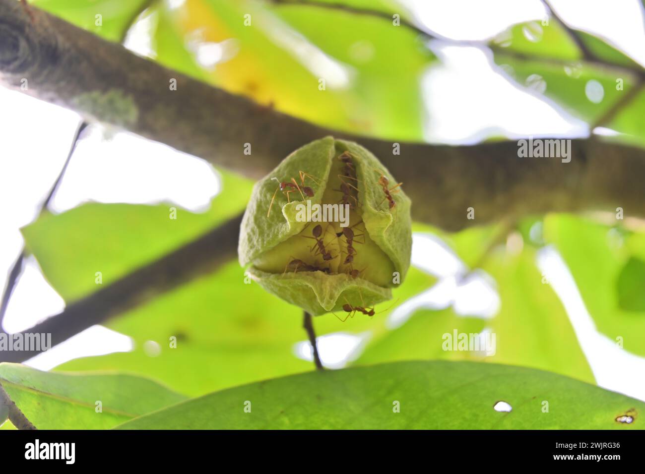 View from underneath a blooming Soursop flower (Annona muricata) with the few Weaver ants inhabited it Stock Photo