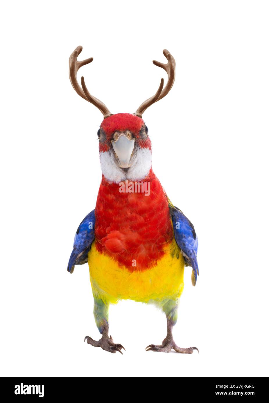 parrot rosella parrot with horns on a white background Stock Photo
