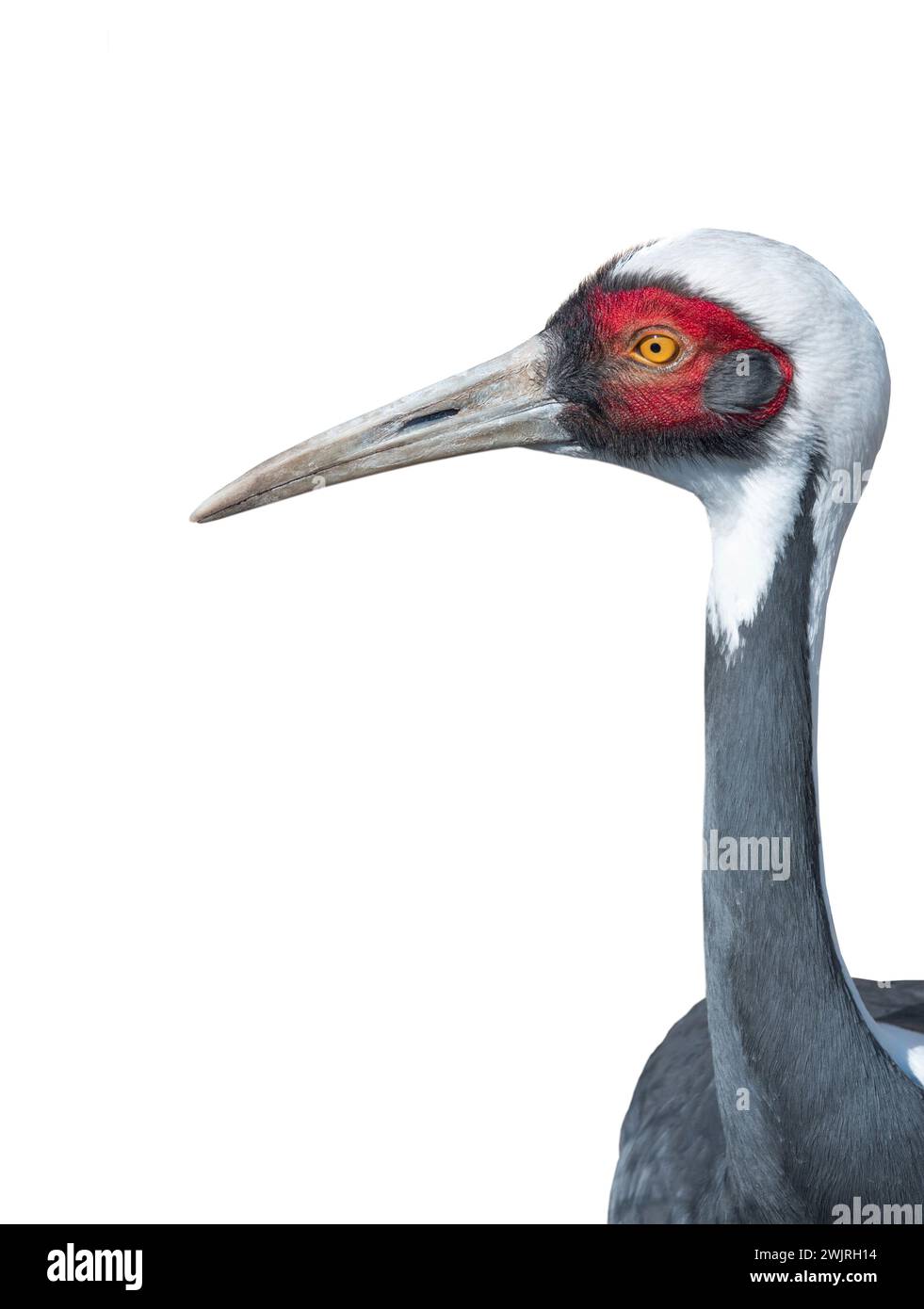 Portrait White crane isolated on white background Stock Photo - Alamy