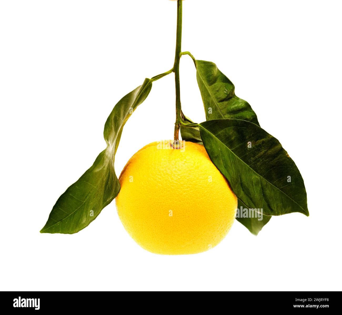 Horticulture of Gran Canaria - Large heavy orange isolated on white ...
