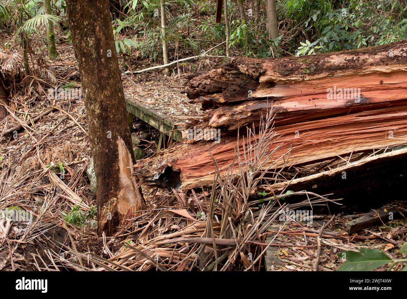 Storm damage of freak tornado on rainforest, Tamborine Mountain, Australia. Christmas day 2023. Tree trunk of  eucalyptus grandis snapped as tree fell Stock Photo