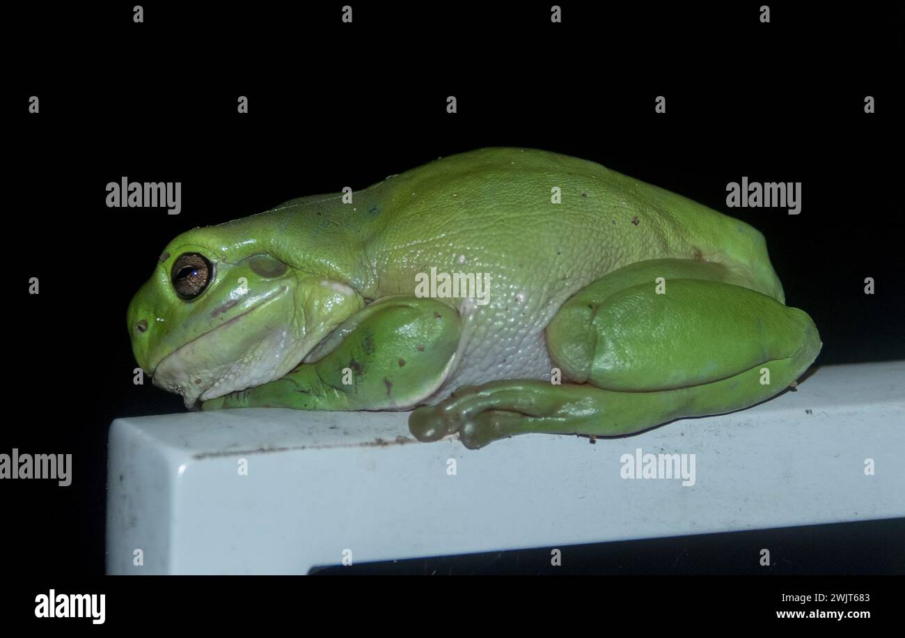 Australian Green tree frog, Litoria caerulea, mistaking a garden chair for a tree. Side view at night. Queensland garden. Black background. Stock Photo