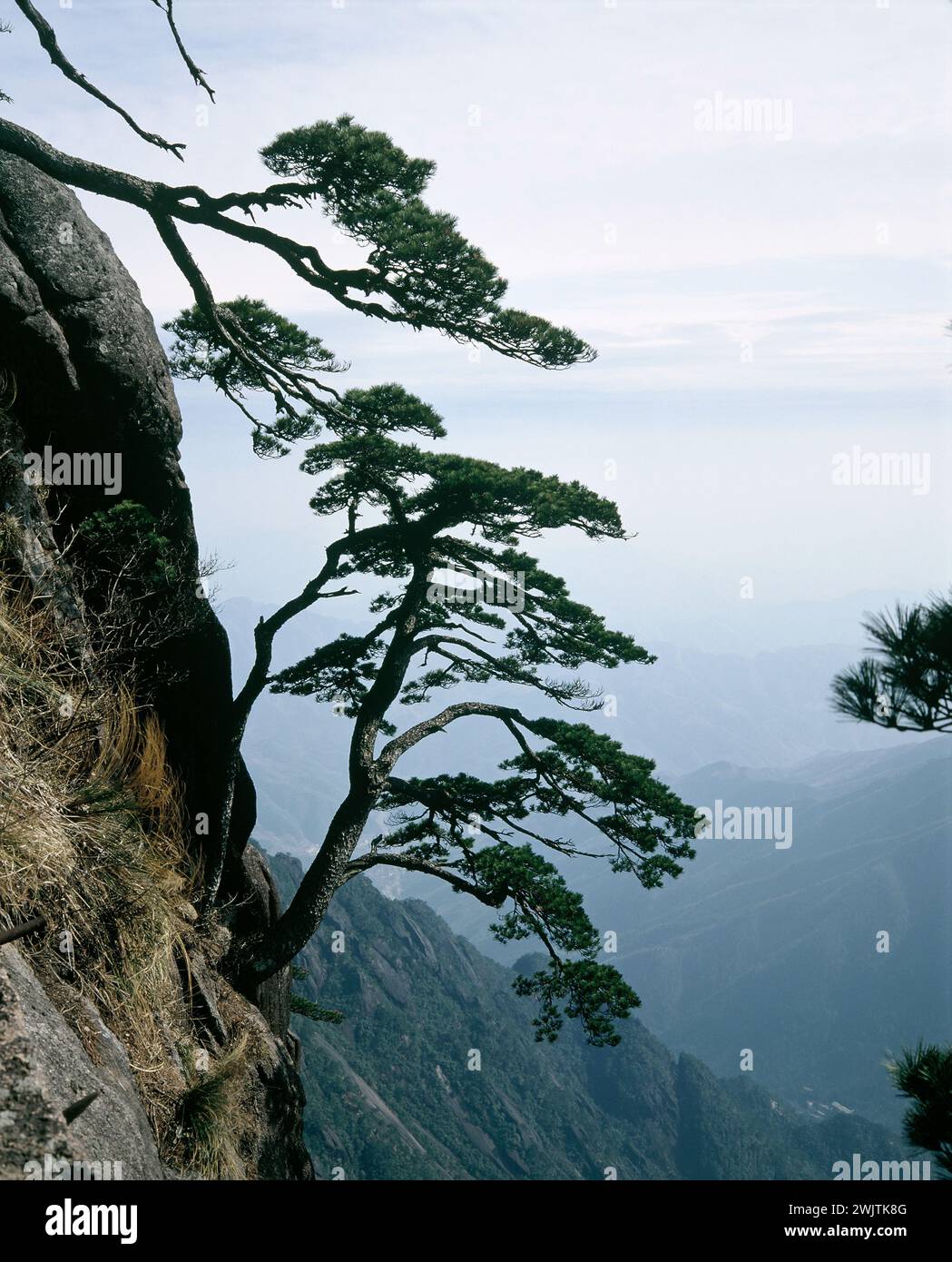 China. Anhui province. Huangshan Mountains. Welcome Tree. Stock Photo