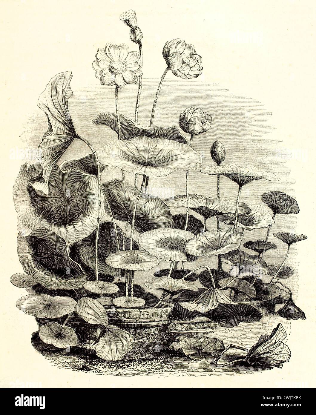 Old engraved illustration of Lotus. Created by Himely, published on Magasin Pittoresque, Paris, 1852 Stock Photo