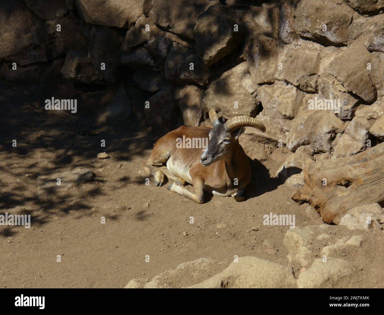 a bioparco to share Stock Photo