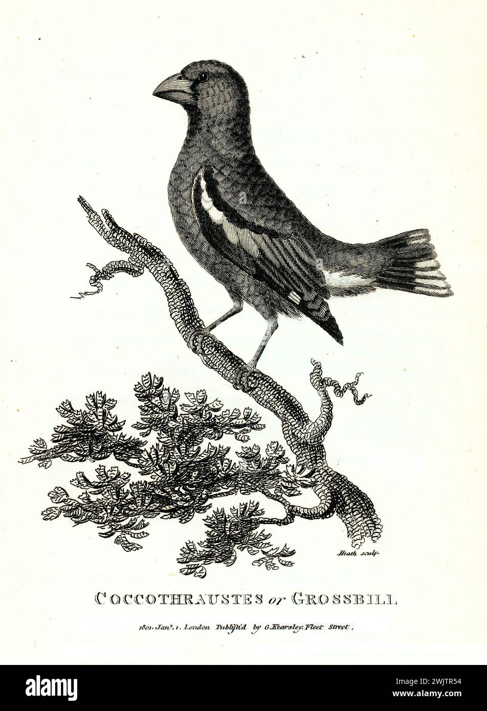 Old engraved illustration of Coccothraustes. Created by George Shaw, published in Zoological Lectures, London, 1809 Stock Photo