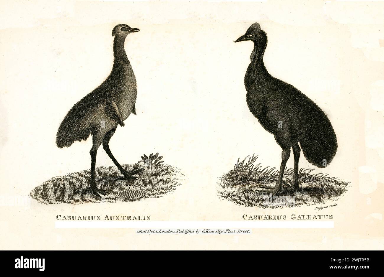 Old engraved twin  illustration of Casuarius Australis and Casuarius Galeatus (Cassowary). Created by George Shaw, published in Zoological Lectures, L Stock Photo