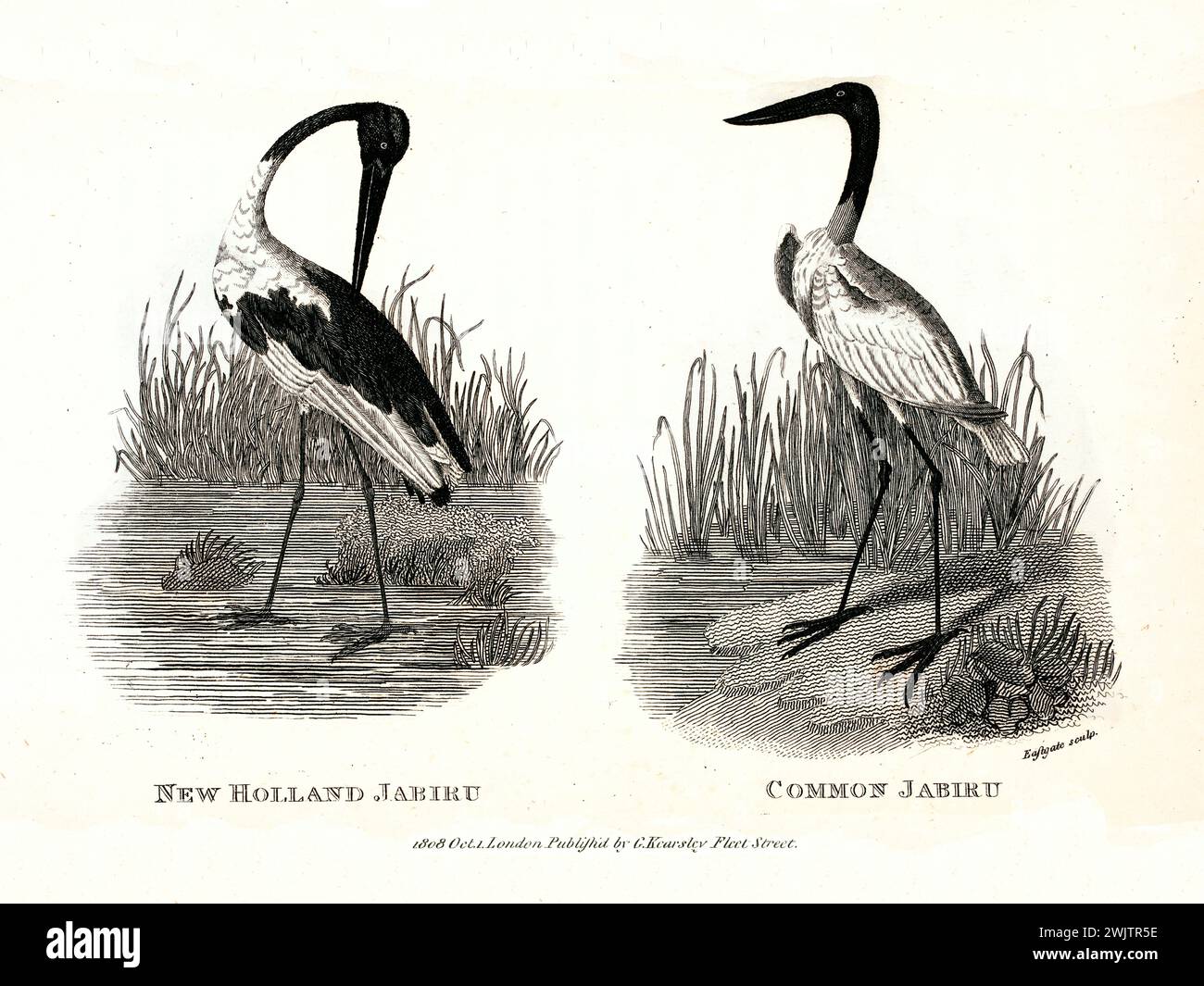 Old engraved illustration of Jabiru. Created by George Shaw, published in Zoological Lectures, London, 1809 Stock Photo