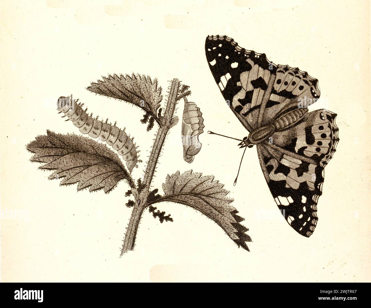Old engraved illustration of Butterfly pupation on Nettle. Created by George Shaw, published in Zoological Lectures, London, 1809 Stock Photo