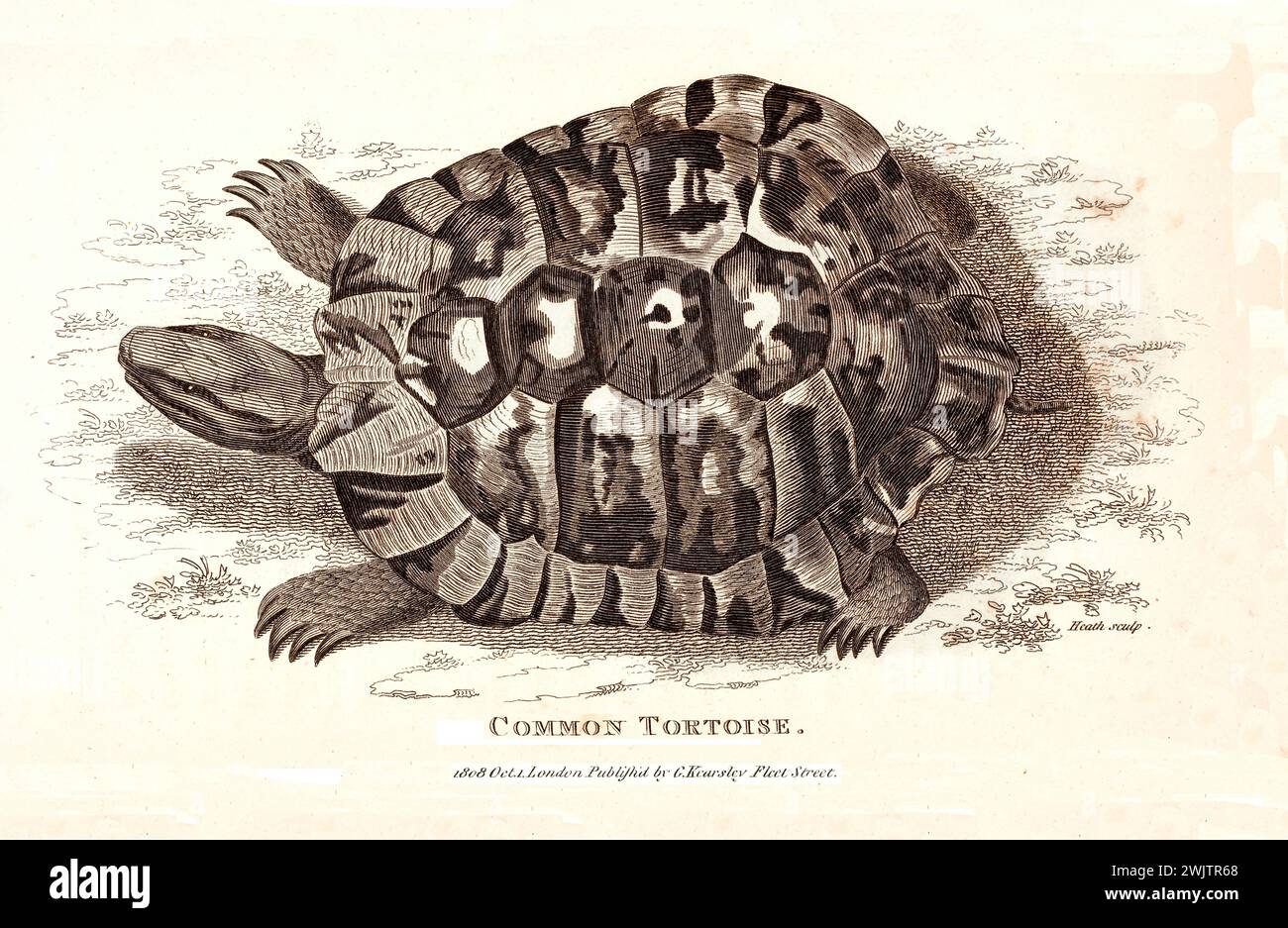 Old engraved illustration of Common Tortoise. Created by George Shaw, published in Zoological Lectures, London, 1809 Stock Photo