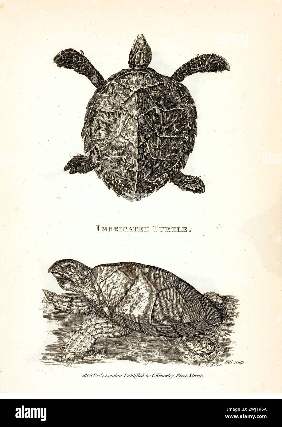Old engraved illustration of Imbricated Turtle. Created by George Shaw, published in Zoological Lectures, London, 1809 Stock Photo