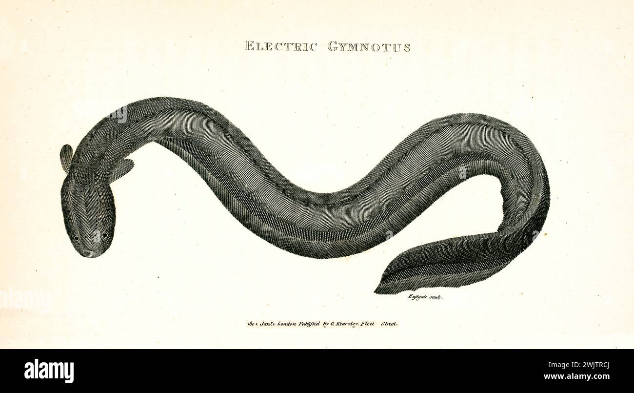Old engraved illustration of Electric Gymnotus. Created by George Shaw, published in Zoological Lectures, London, 1809 Stock Photo