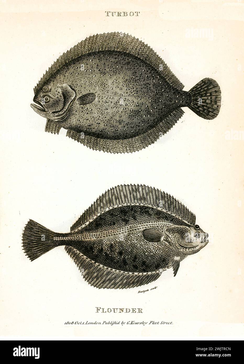 Old engraved twin illustration of Flounder and Turbot. Created by George Shaw, published in Zoological Lectures, London, 1809 Stock Photo