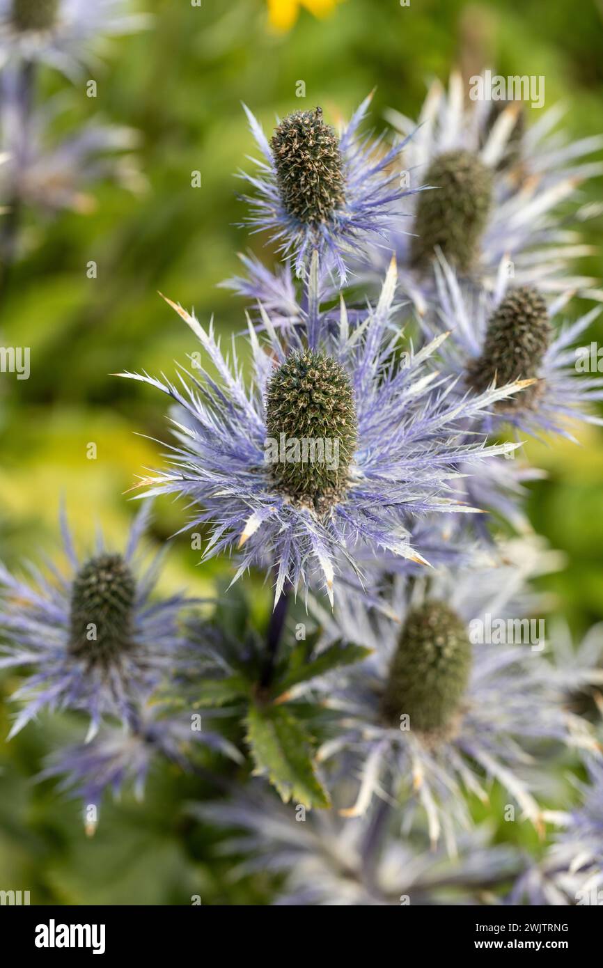 Eryngium alpinum 'Blue Jackpot' also known as Blue Sea Holly Stock Photo Alamy