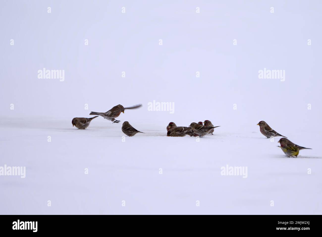 Small birds on ice Stock Photo