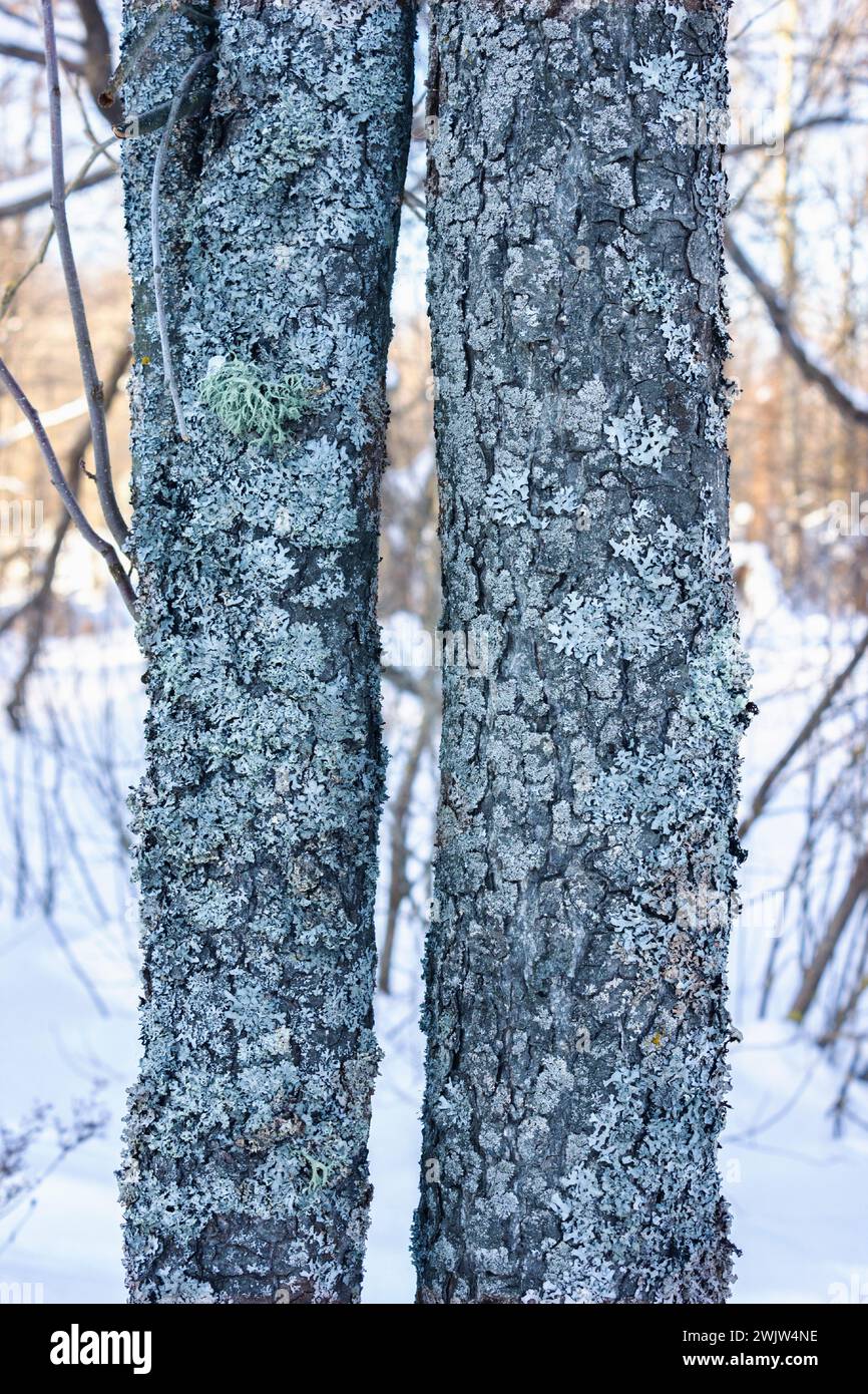 Alder trunks, the bark of which is covered with lichen. Winter Stock Photo