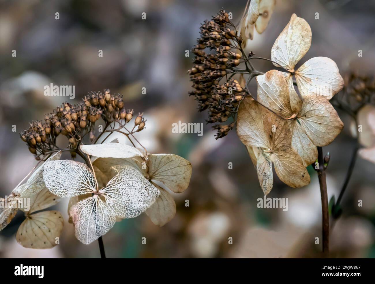 Close-up image of decaying Hydrangea seed heads in the winter months Stock Photo