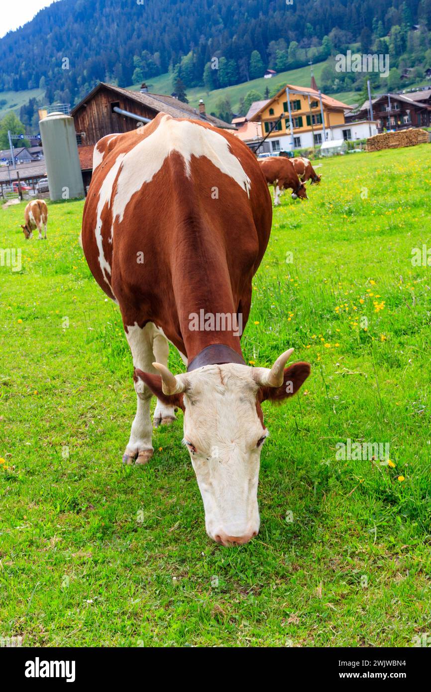 Cow grazing on a green alpine meadow in the Swiss Alps, Switzerland Stock Photo