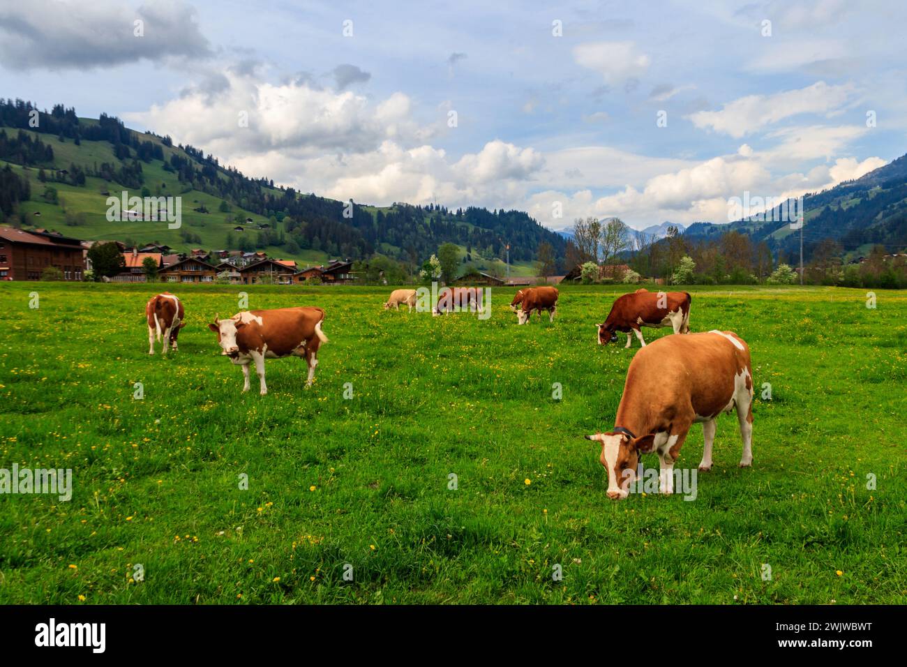 Herd of cows grazing on a green alpine meadow in the Swiss Alps, Switzerland Stock Photo