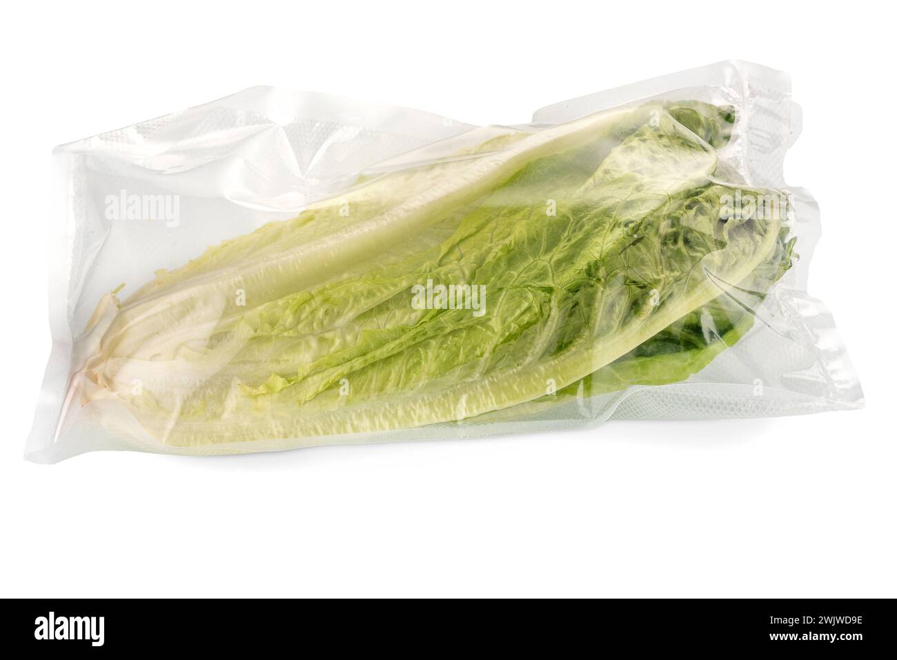 Roman lettuce in vacuum packed sealed for sous vide cooking, isolated