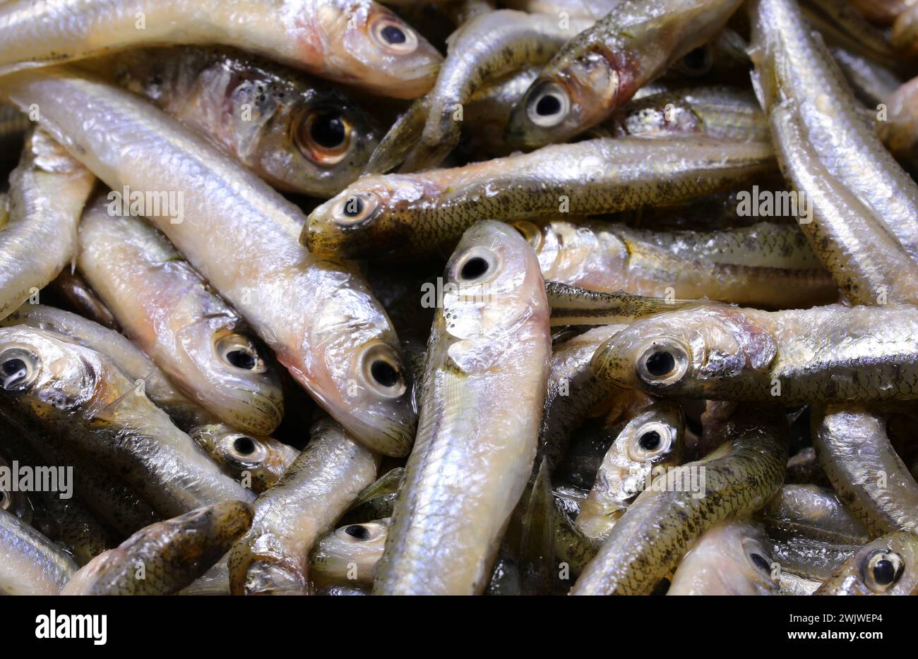 background of many caught fish called  sand smelt ideal for frying in boiling olive oil very appreciated in the Italian and mediterranean cuisines Stock Photo