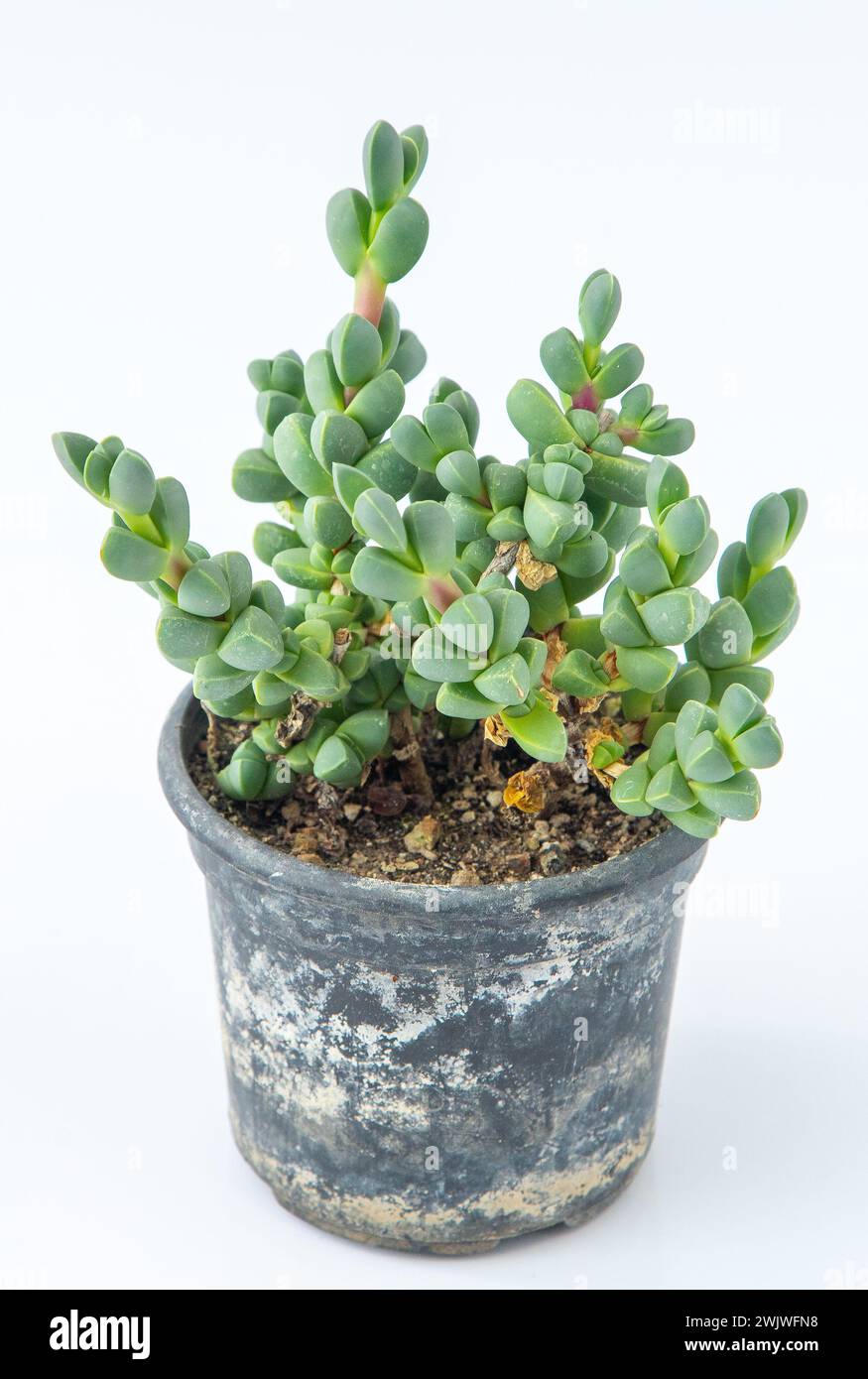 Corpuscularia lehmannii Delosperma plant succulent in pot. Green little flower on white background Stock Photo