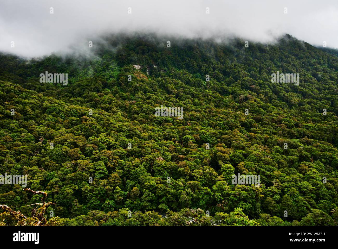 Landscape of Fiordland National Park, South Island, New Zealand Stock Photo