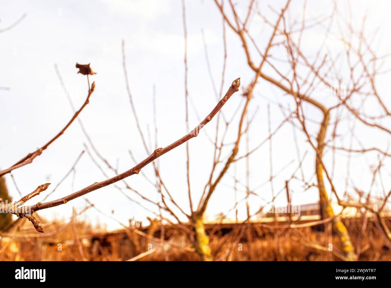 Apple tree branches in the garden during spring season Stock Photo - Alamy