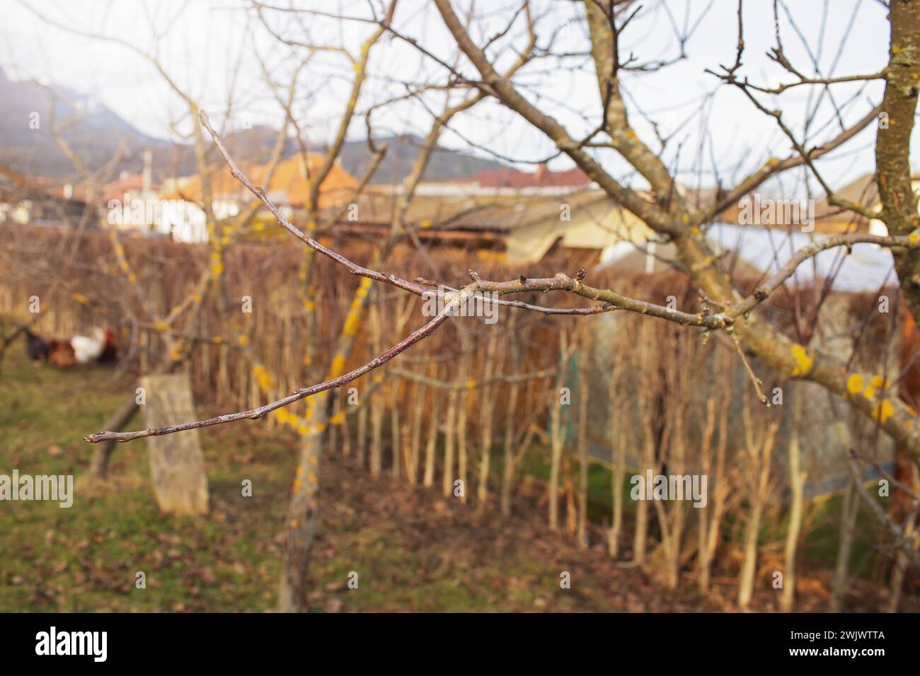 Apple tree branches in the garden during spring season Stock Photo - Alamy