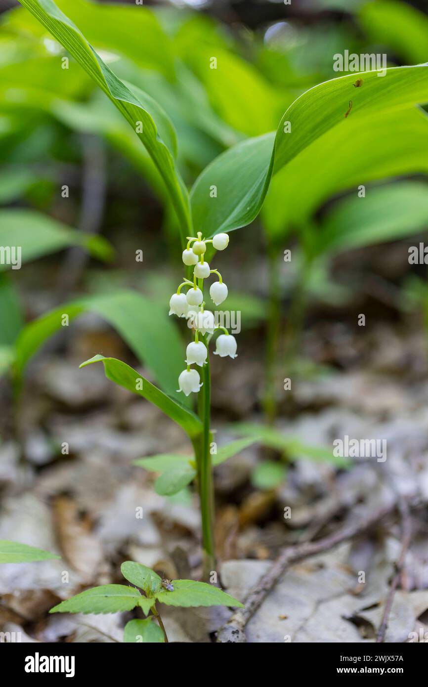 Maiglöckchen Convallaria majalis im Wald bei Moritzburg, Sachsen