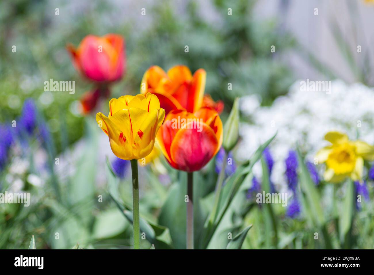 Colorful tulip flowers blooming in the garden, floral background, stock photo, yellow and red tulips, spring flower bed Stock Photo