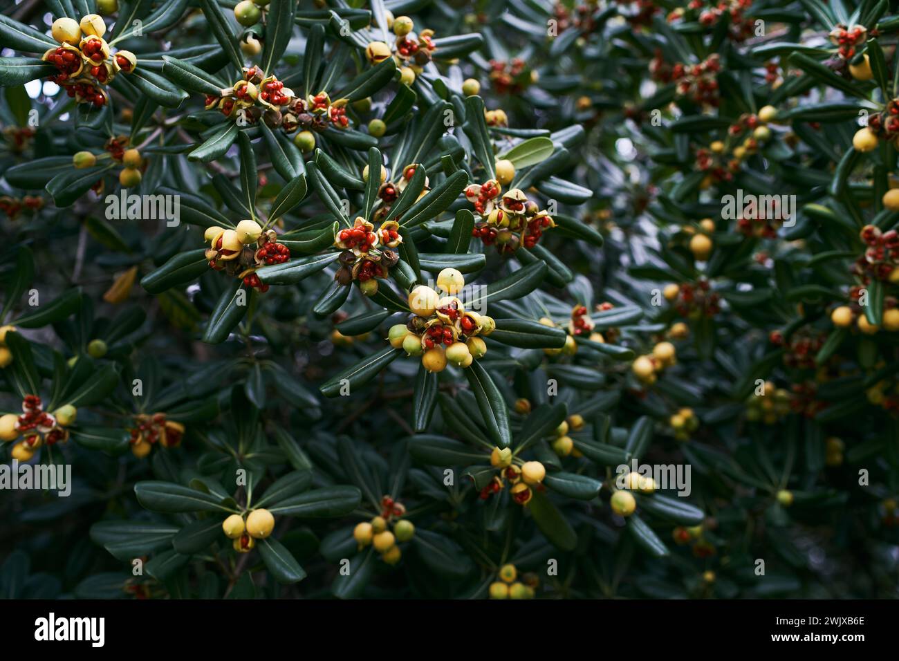 Yellow fruits with red seeds on a green Australian laurel bush in the garden Stock Photo
