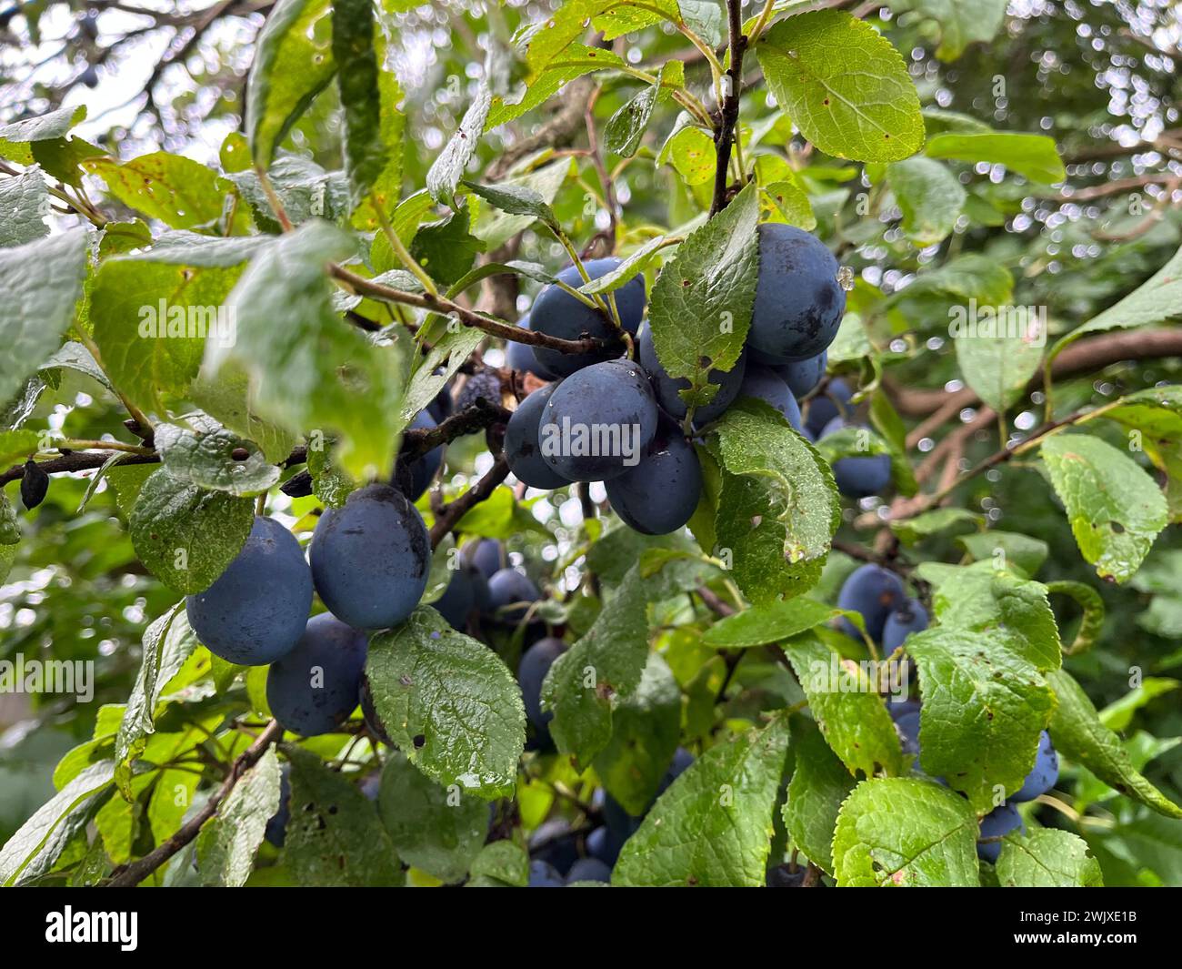 A cluster of ripe purple damson fruits growing on the tree branch. Viewed close up. Surrounded by green leaves. Suitable for a background. Stock Photo