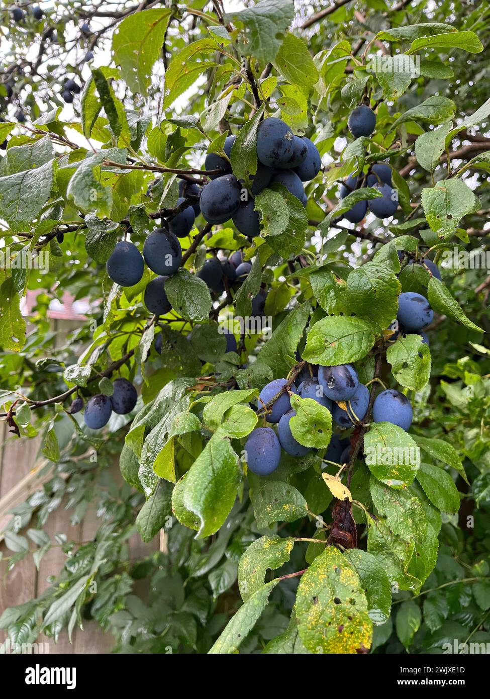 Damson tree bearing an abundance of ripe fruit. Viewed close up. Stock Photo