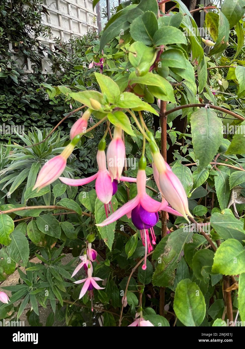 A cluster of pink fuchsia flowers growing in a glasshouse with assorted vegetation around with many assorted shapes of leaf and foliage. Stock Photo