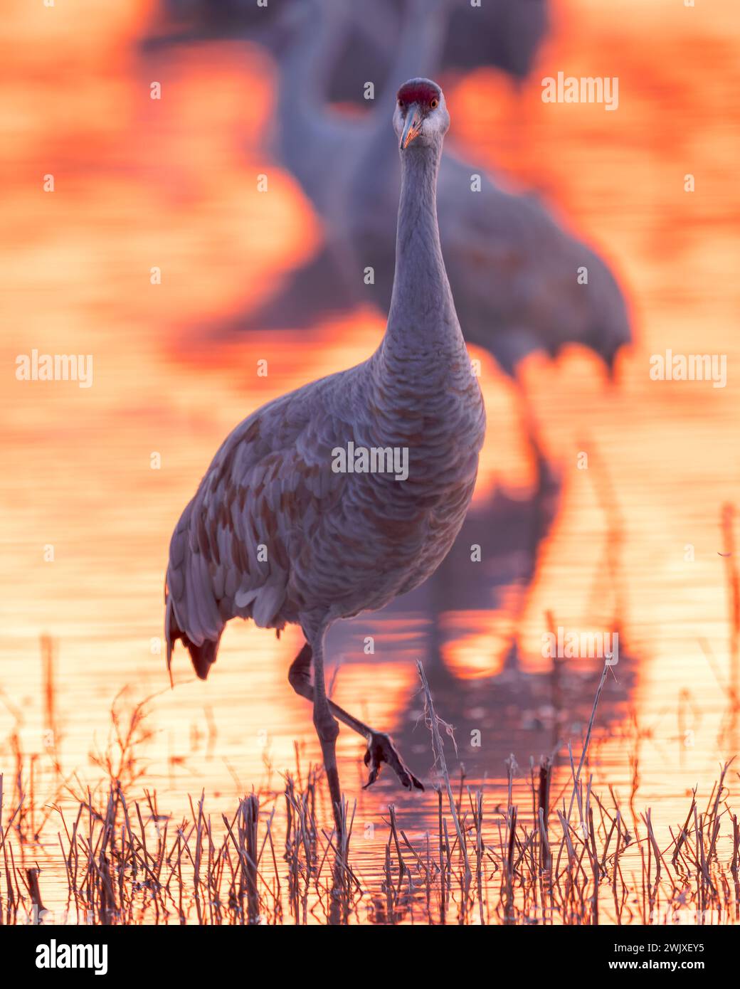 Sandhill Cranes take refuge on a sunset-lit pond in Bosque del Apache ...