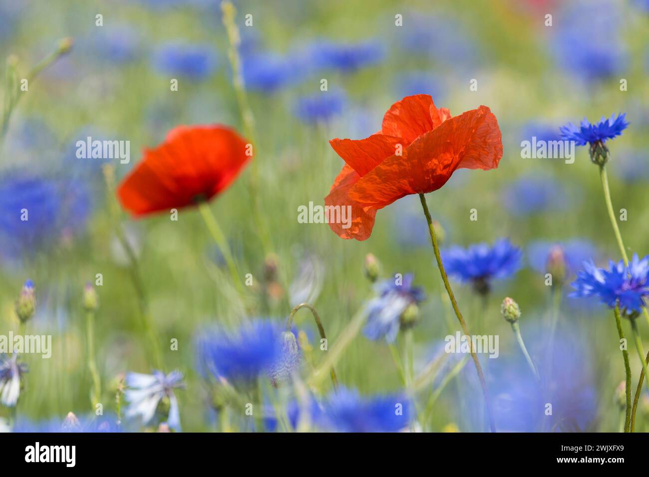 einzelne Mohnblüten papaver blühen zwischen Kornblumen Centaurea cyanus am Feldrand, Sächsisches Elbland, Sachsen, Deutschland *** single poppy flower Stock Photo