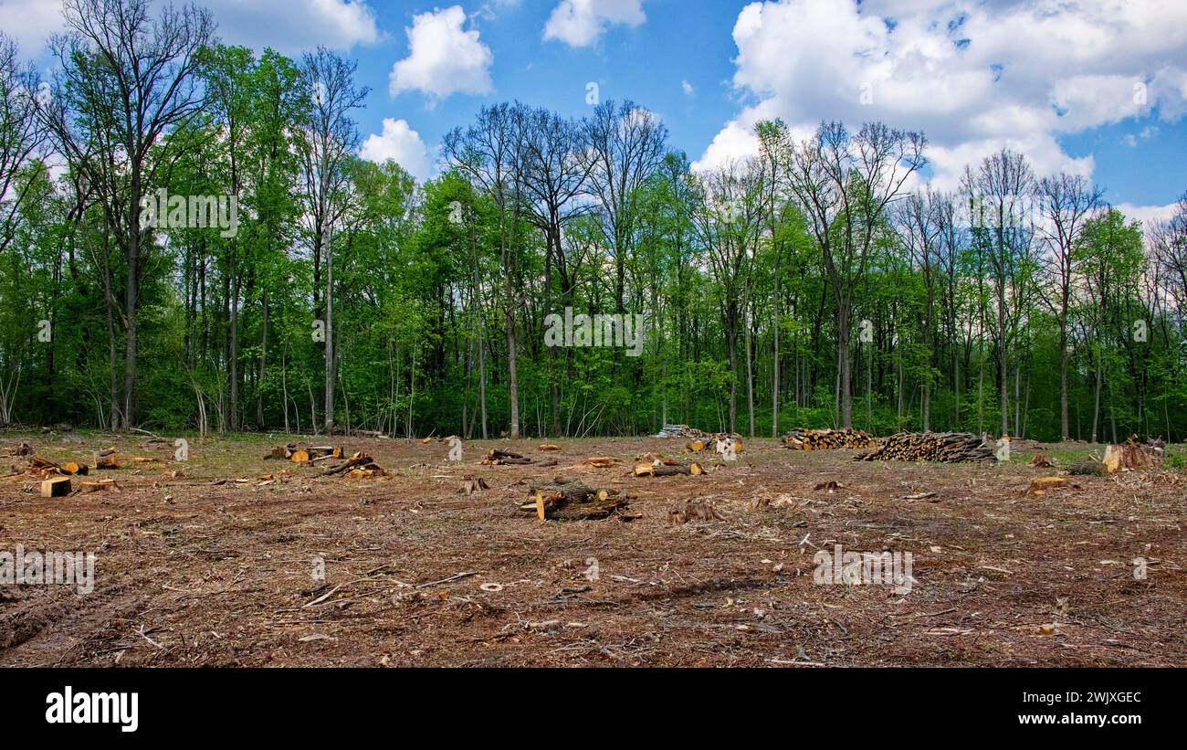 A cleared land with tree stumps and logs, surrounded by a forest under a partly cloudy sky. Stock Photo