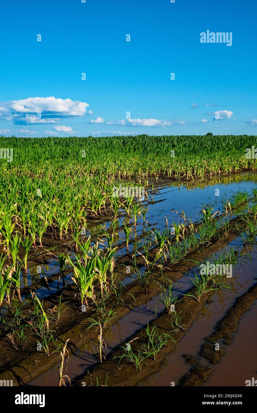 A sunny view of crops growing through floodwaters. Stock Photo