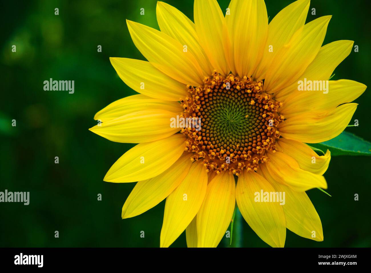 Detailed close up sunflower hi-res stock photography and images - Alamy