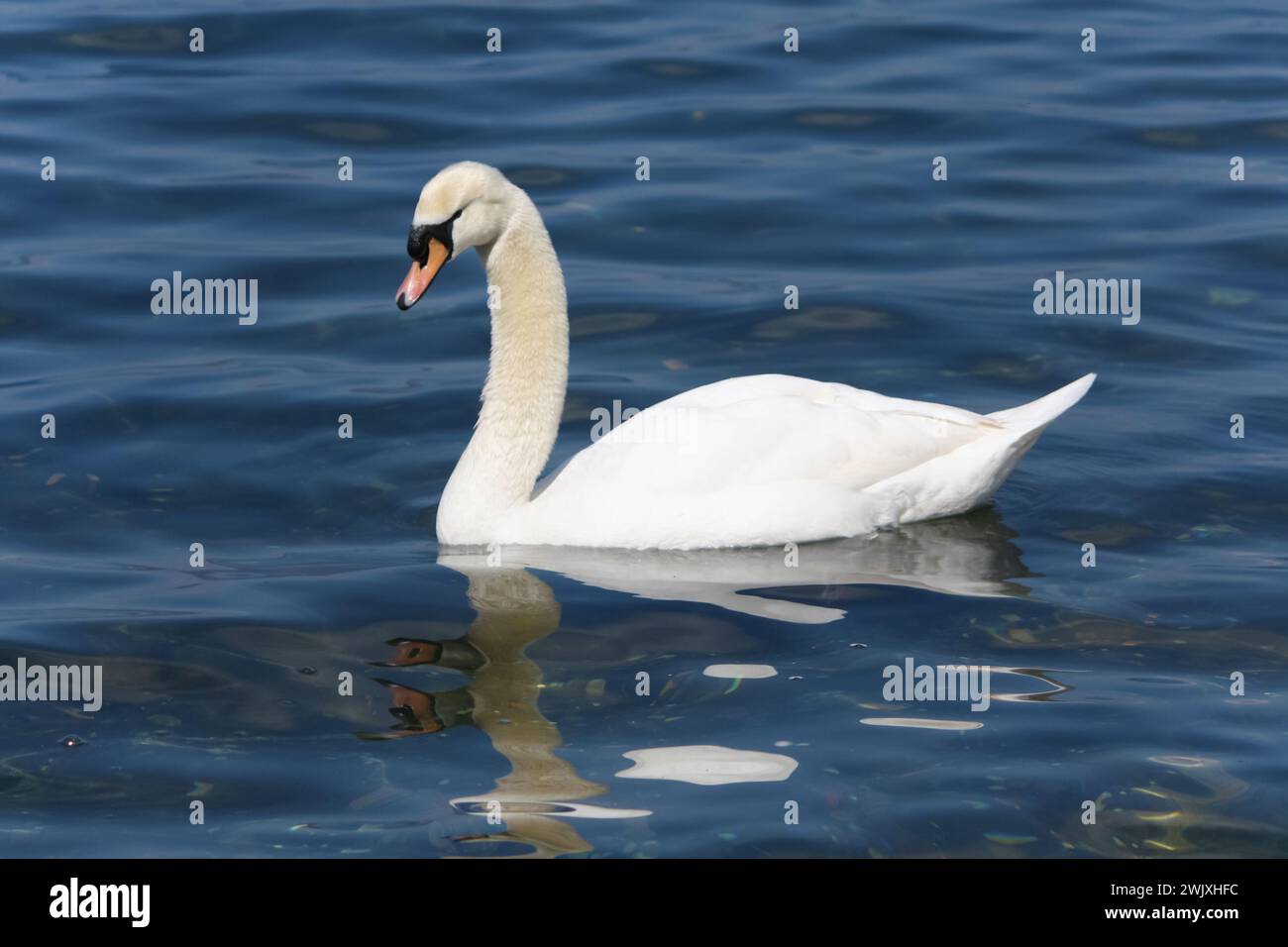 graceful white swan swimming serenely on a calm lake, reflecting the sunlight on its lush feathers Stock Photo