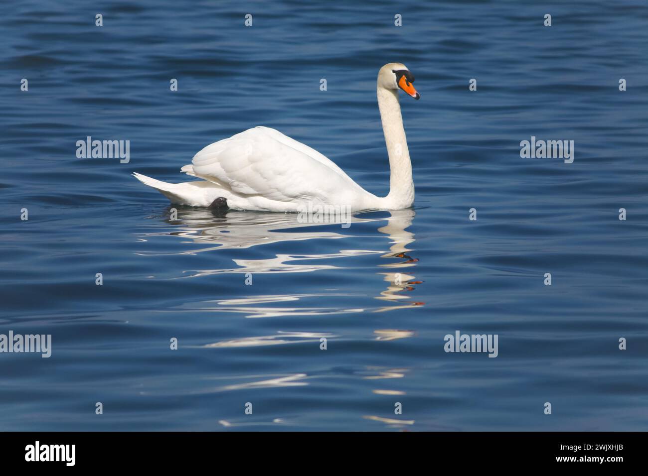 graceful white swan swimming serenely on a calm lake, reflecting the sunlight on its lush feathers Stock Photo