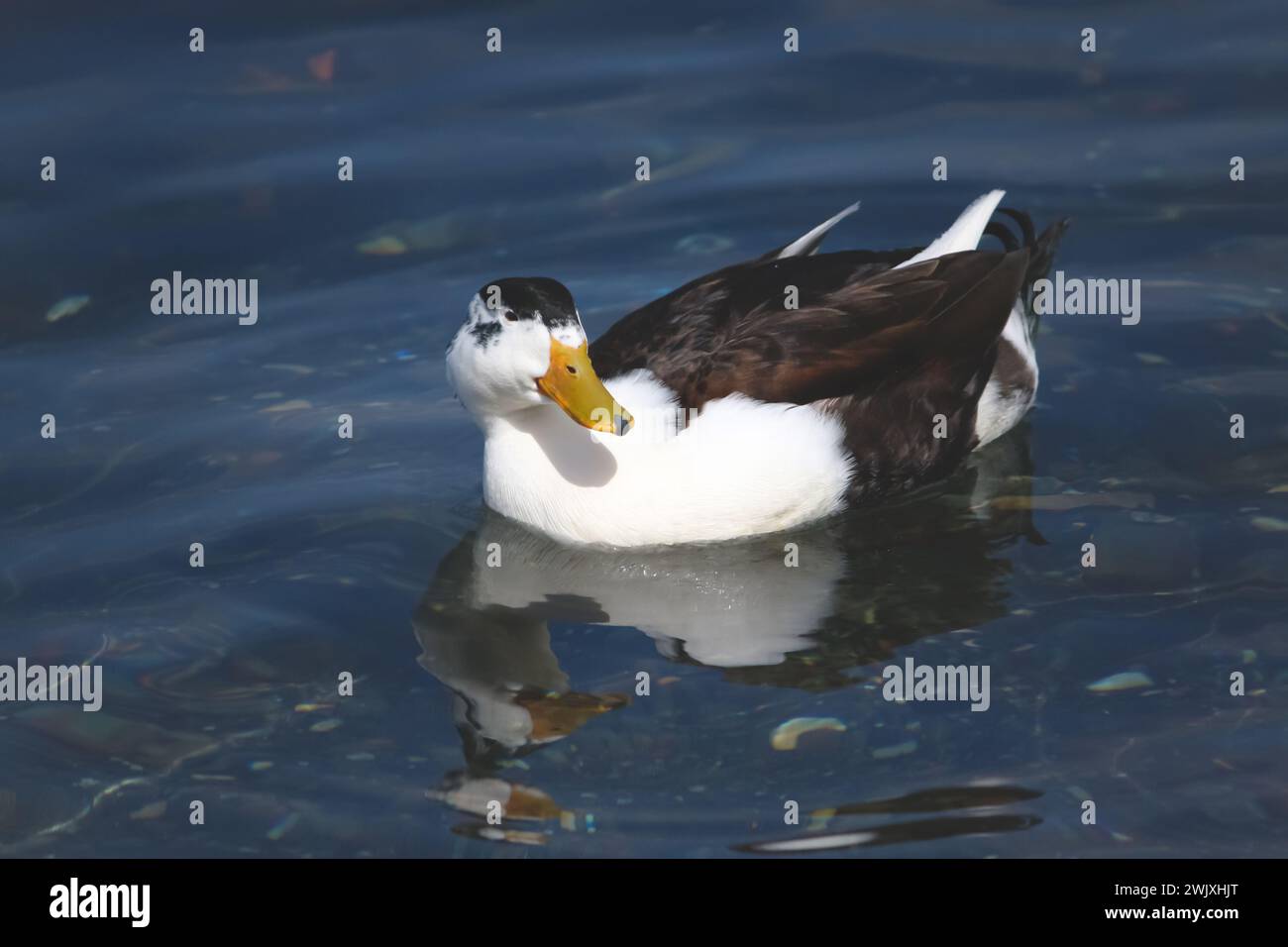 serene image of a white and brown duck swimming peacefully on a calm lake, reflecting the sunlight on its lush feathers Stock Photo