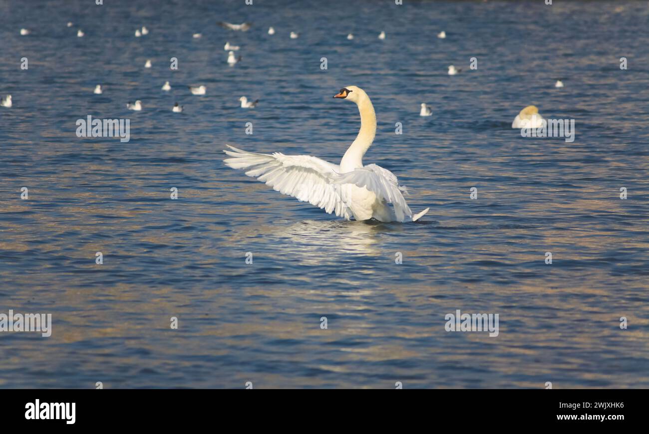 graceful white swan swimming serenely on a calm lake, reflecting the sunlight on its lush feathers Stock Photo