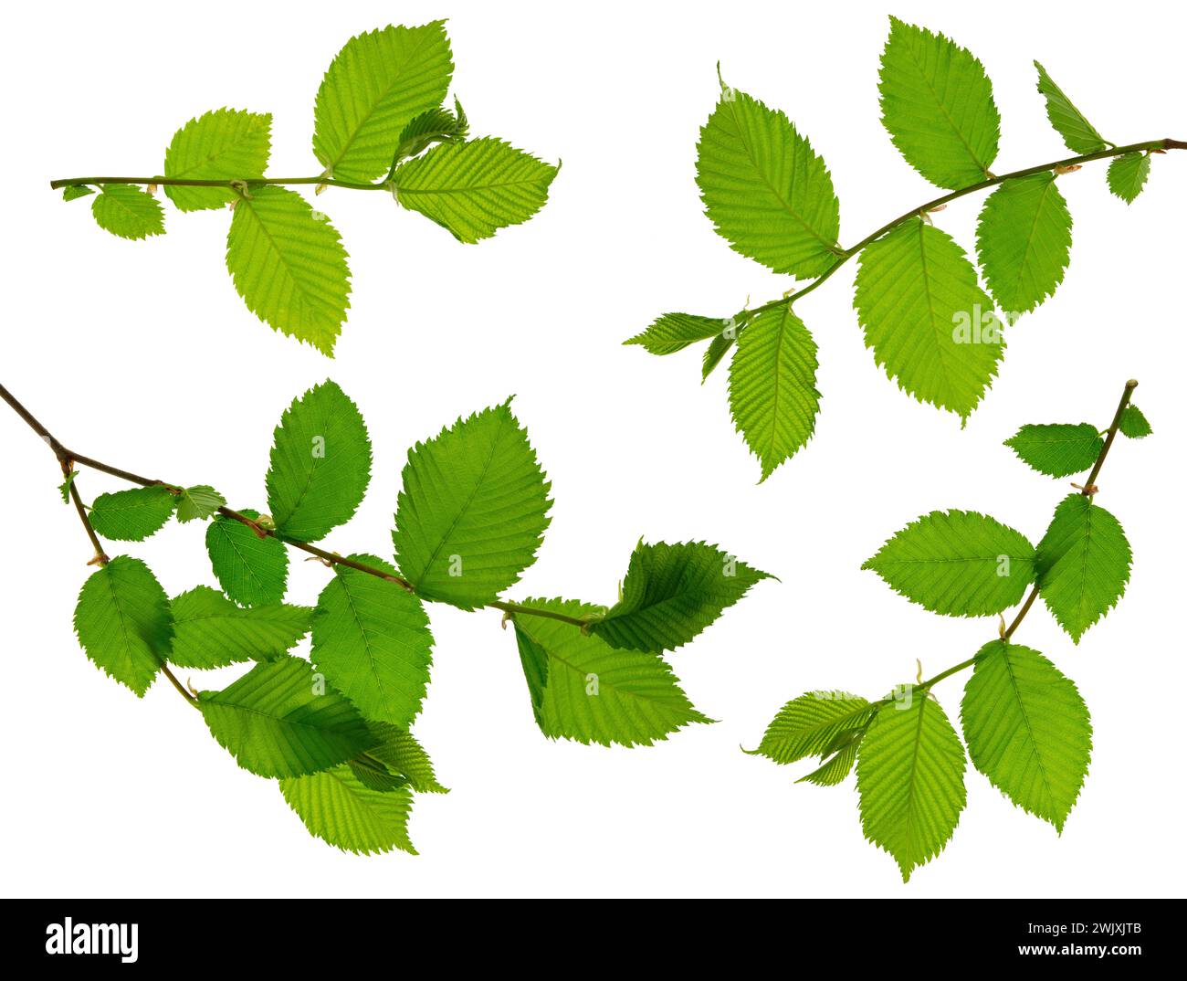 A twig with young green spring leaves isolated on white background ...