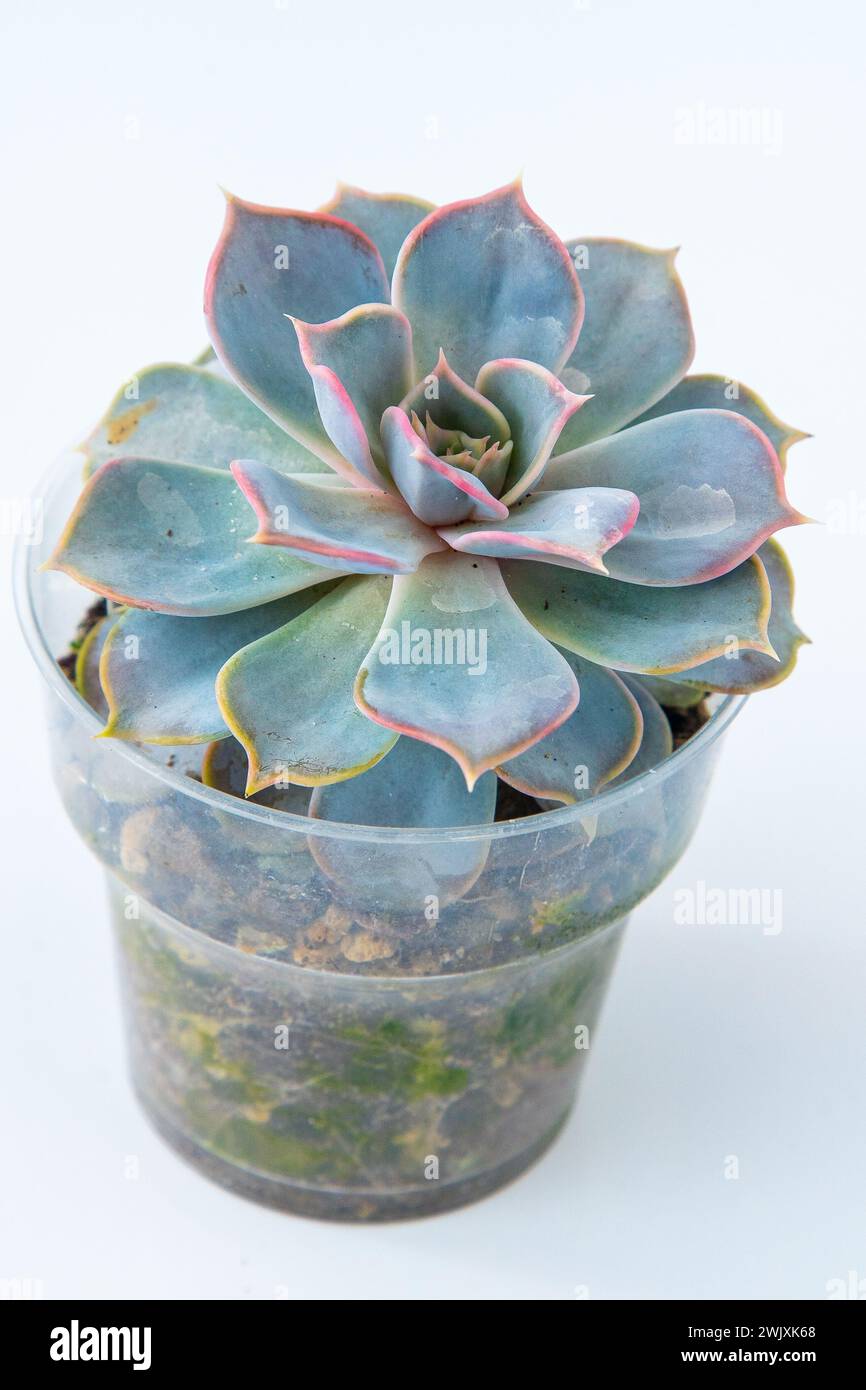 Echeveria Subsessilis plant succulent in pot. Green little flower on white background Stock Photo