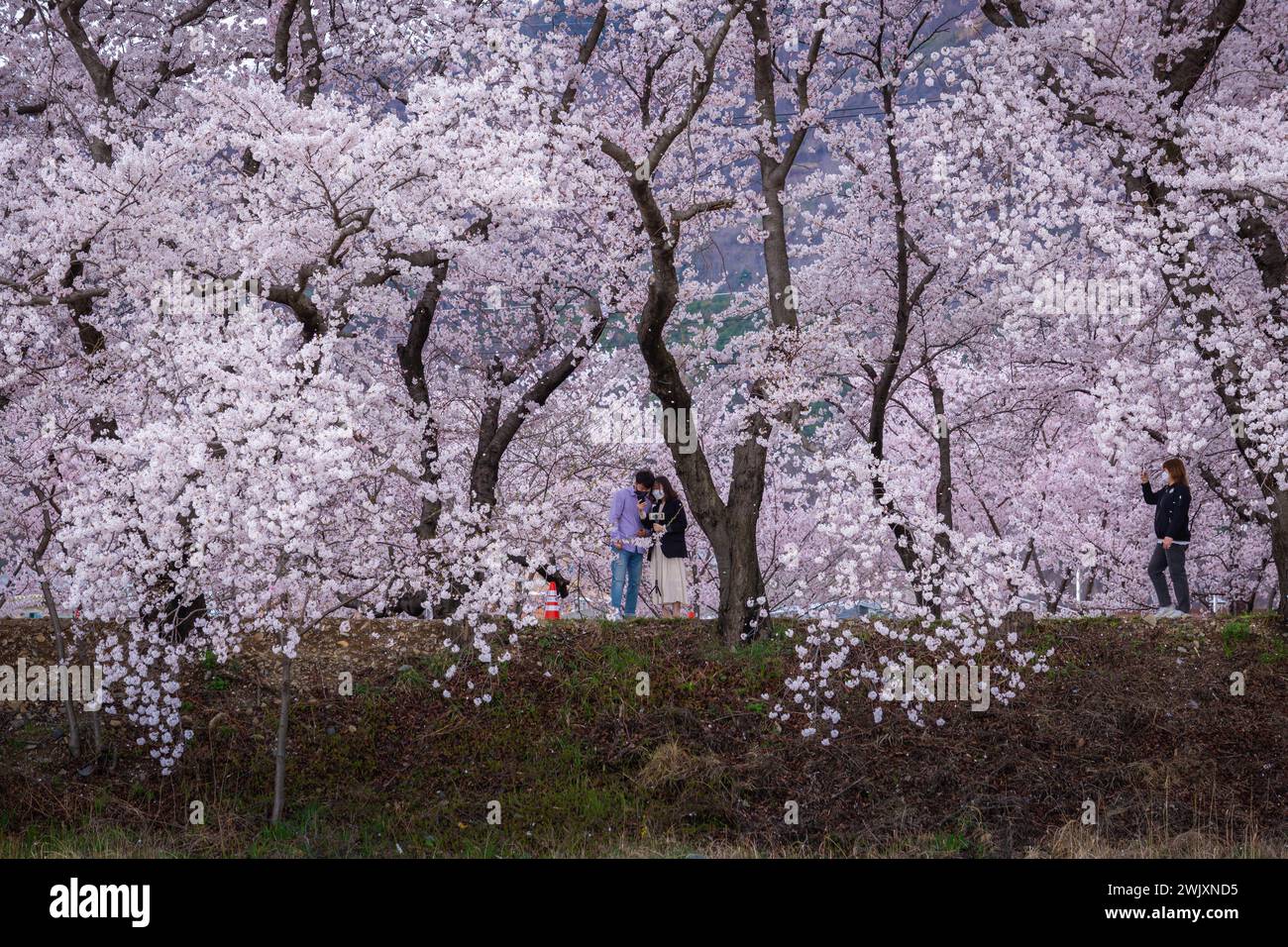 A Korean couple admires the cherry blossoms blooming at the Spring Festival in Gyeongju, South Korea. Stock Photo
