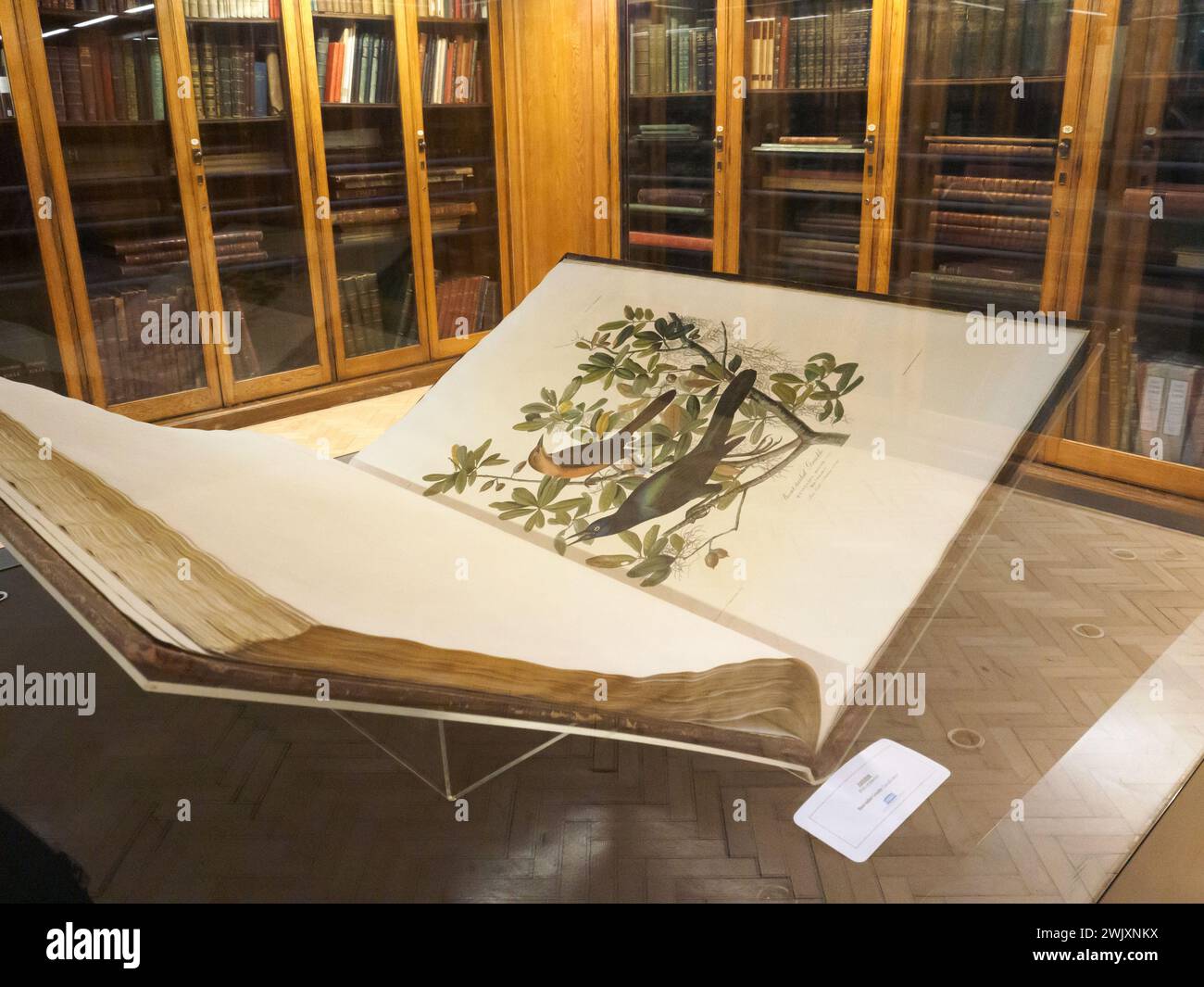 Audubon's The Birds of America on display in the Hornby Library Liverpool Stock Photo