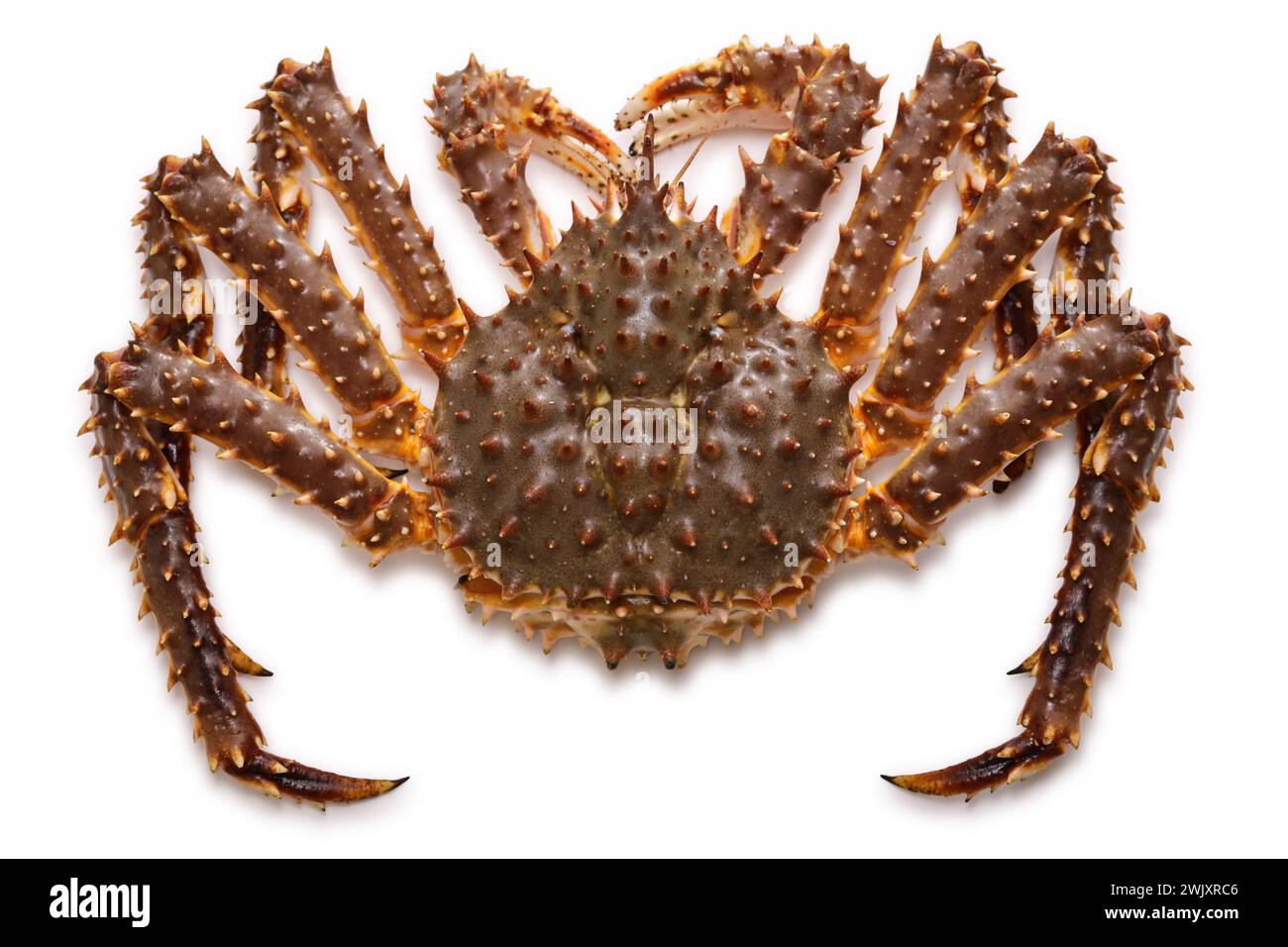 live red king crab isolated on a white background Stock Photo